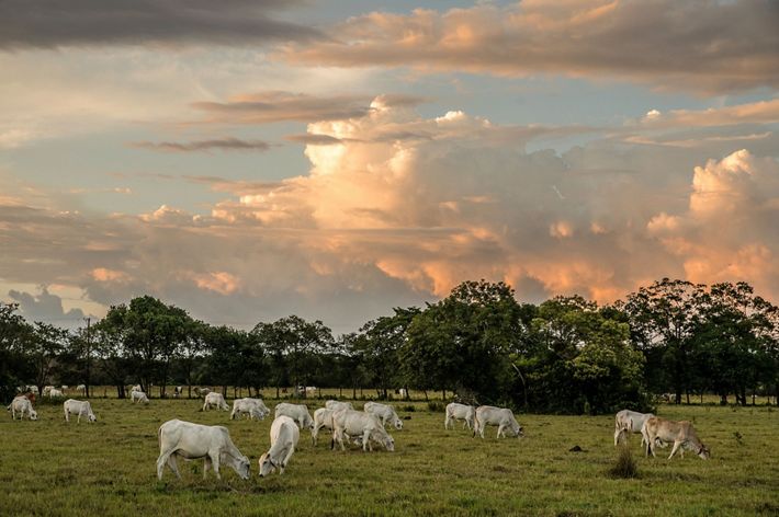 Cows on a sustainable ranch in Colombia
