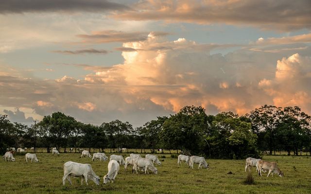 Cows on a sustainable ranch in Colombia