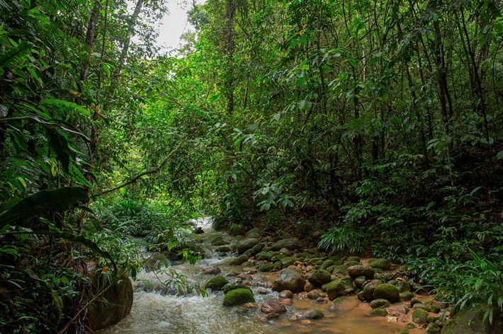 Farm Rosania preserves forest on the property