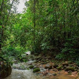 A stream flows over round rocks, cutting through the dense green vegetation of a rainforest.