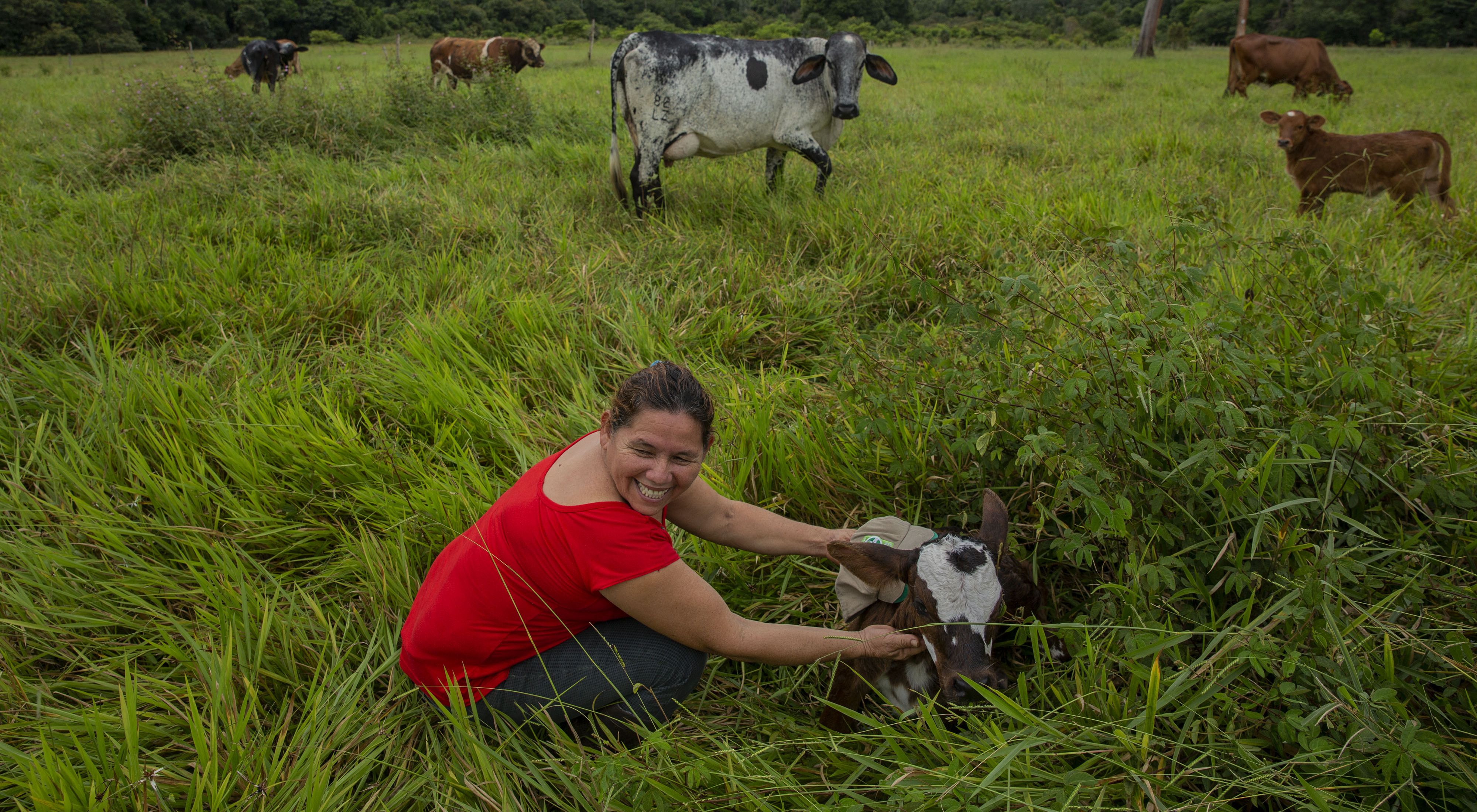 Mercedes Murillo Gutierrez attends to cows on her farm in Meta, Colombia