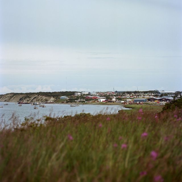 Green grass with purple flowers in foreground with many small buildings in distance on the shore of a bay with small boats