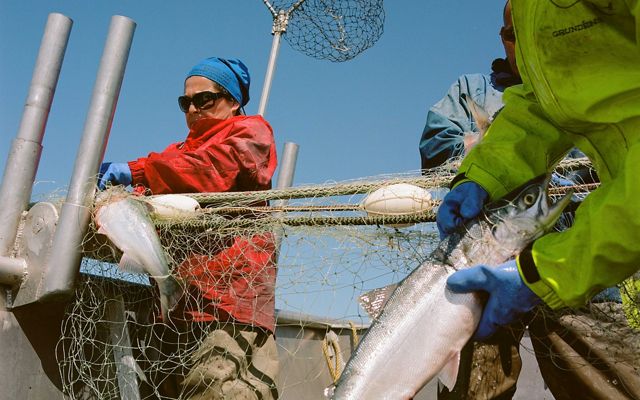 Pescadores comerciales recolectan salmón de una red de pescar