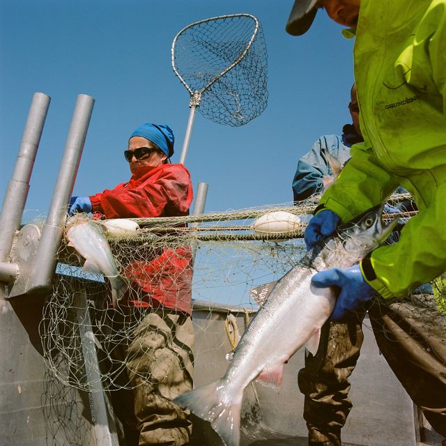 On boat, 3 people in coats and gloves pull 2 large silver-colored fish from nets on a metal boat, blue sky