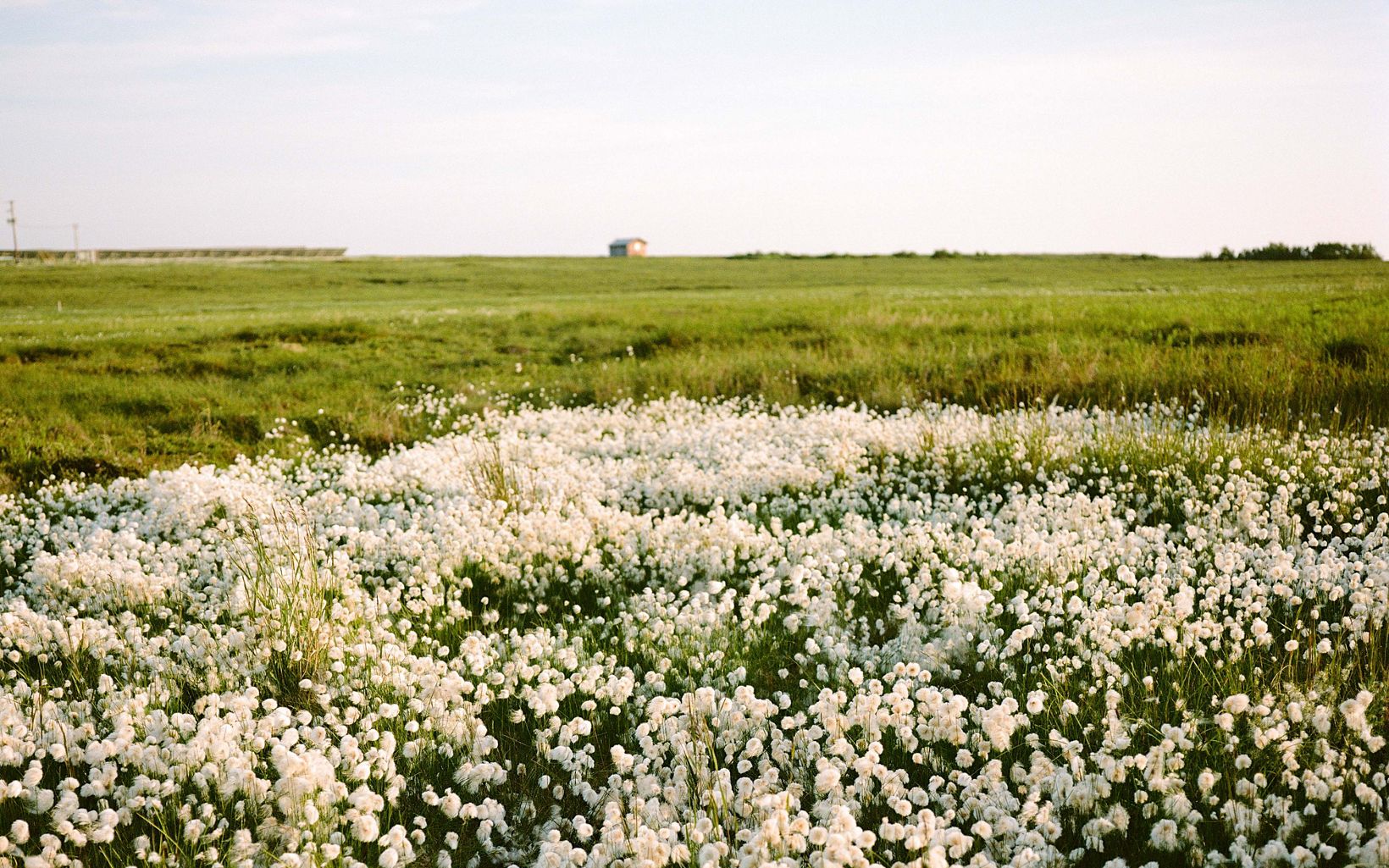 Field of white flowers spreading out into grassy field.