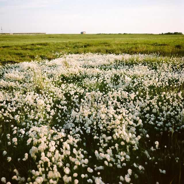 a large brush of white flowers bloom in the foreground, green grass stretches behind to the horizon