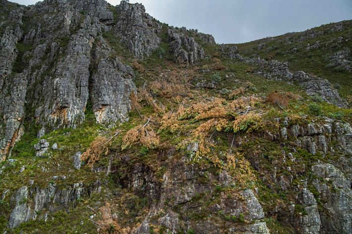 Looking at a mountain, you can see downed pines where crews have been restoring habitat