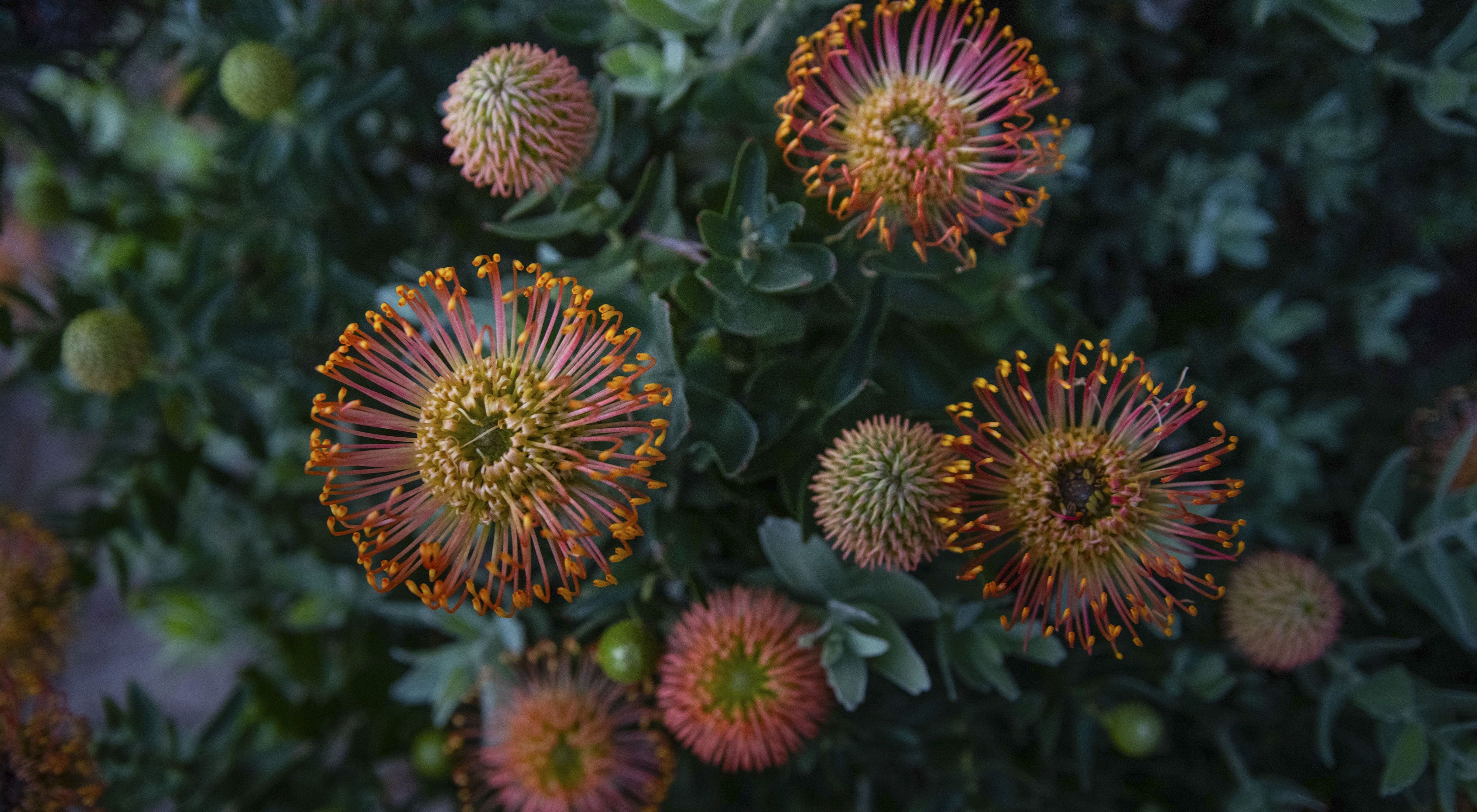 The pincushion protea is endemic to the Southwestern Cape fynbos ecosystem.