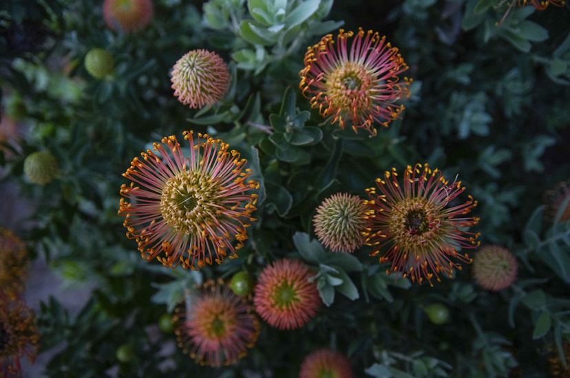 A flower called a pincushion protea