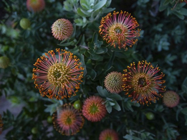 Bright orange and pink flowers.