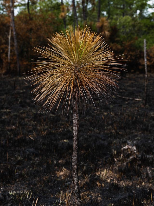 a burnt young longleaf pine.