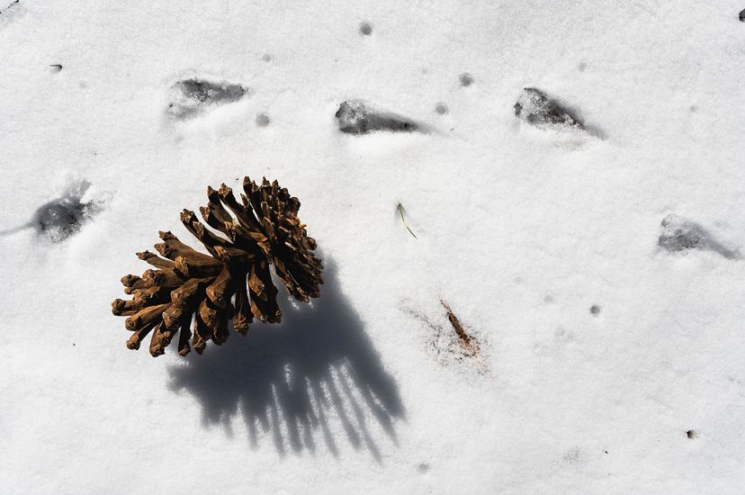 a pine cone on snow near animal tracks.