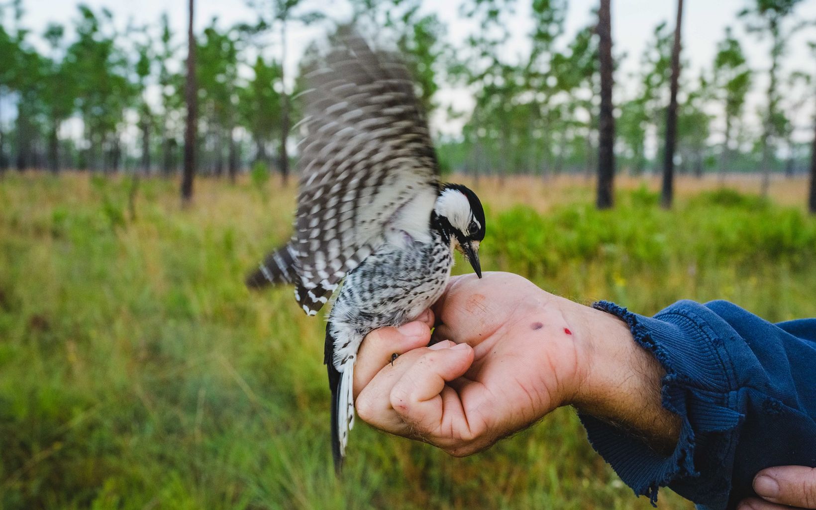 Banded Biologist Mike Keys holds a newly banded red-cockaded woodpecker in the early morning in a longleaf pine forest in the Disney Wilderness Preserve. © Andrew Kornylak