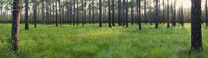 Pine Country Bringing Back Longleaf Pine Forests