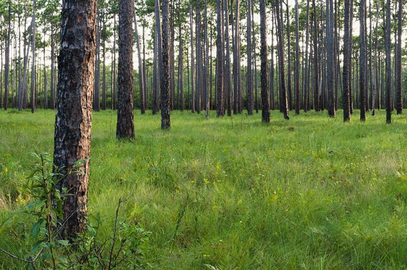 Panorama image of longleaf pine at Green Swamp Preserve, North Carolina.