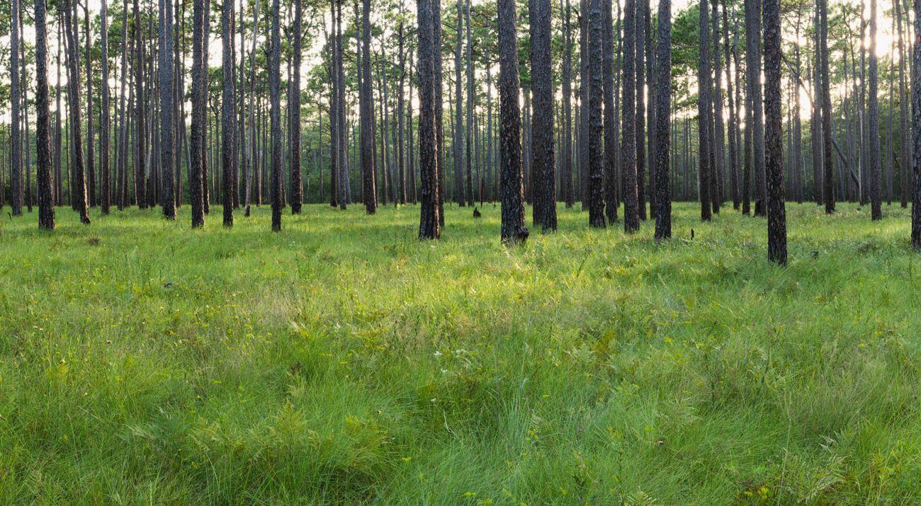 Panorama view of longleaf pine forest of Green Swamp Preserve, North Carolina.