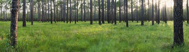 Panorama image of longleaf pine at Green Swamp Preserve, North Carolina.