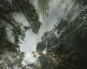 The sun shines weakly through trees and the smoke of a controlled burn in a California forest.