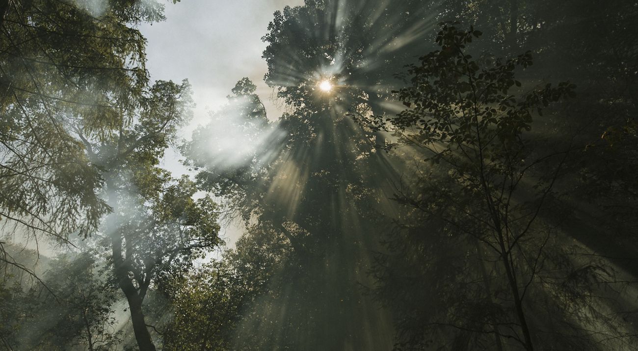 The sun shines weakly through trees and the smoke of a controlled burn in a California forest.