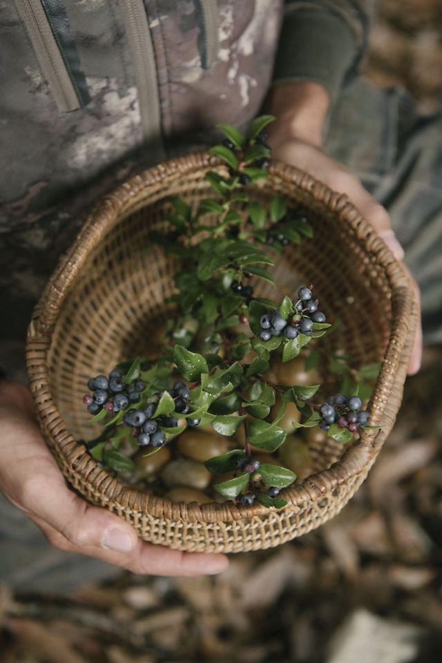 Hands hold a woven basket with huckleberry branches and berries inside.