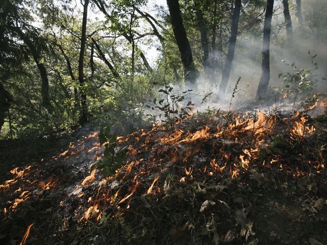 A controlled fire burns along a forest floor in a circle around a young hazel plant to keep it safe and remove competitors.