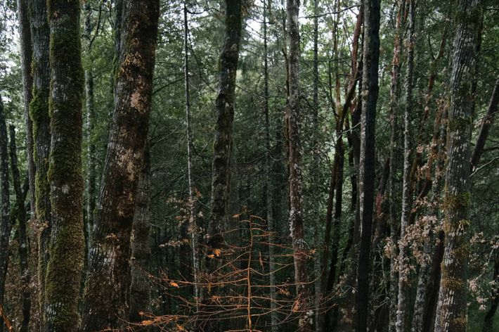 A young, charred Douglas fir stands in a forest recently treated with prescribed burn. Healthy trees are in the background.