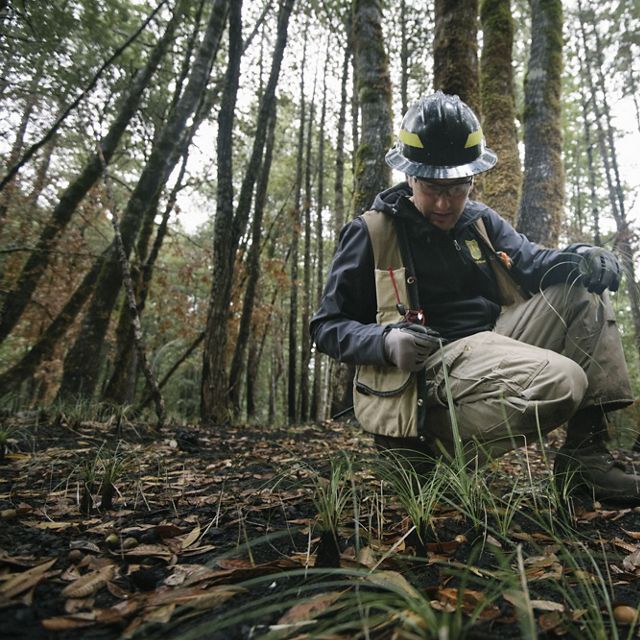 Dr. Frank Lake, a USFS research ecologist and of Yurok descent, carefully selects stalks of beargrass from the forest floor that was culturally burned three months prior, in June above Orleans, CA. The low intensity of the 6-acre prescribed fire did not kill the beargrass plants, but removed older leaves that were unsuitable for traditional weaving, as well as leaf litter. Dr. Lake’s work focuses on indigenous burning across California.