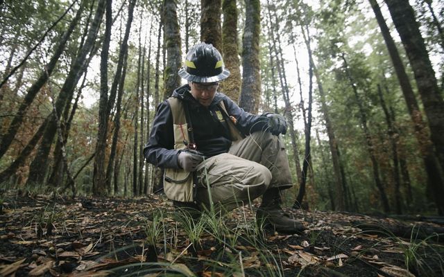 A research ecologist kneels in the forest, looking closely at beargrass recently burned in a controlled fire.