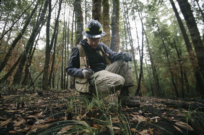 A research ecologist kneels in the forest, looking closely at beargrass recently burned in a controlled fire.