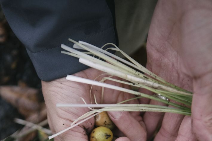 A closeup of hands holding acorns and young beargrass stems.