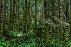 Keepers Of Great Bear | The Nature Conservancy