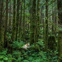 White Kermode or Spirit Bear in the Great Bear Rainforest, Canada.