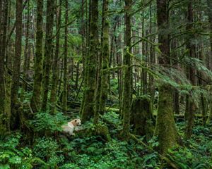 A white bear in Great Bear Rainforest