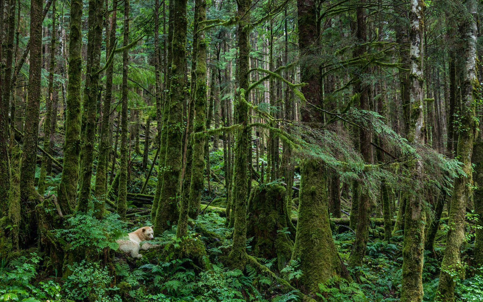 a white spirit bear laying down on the forest floor surrounded by green trees and green moss