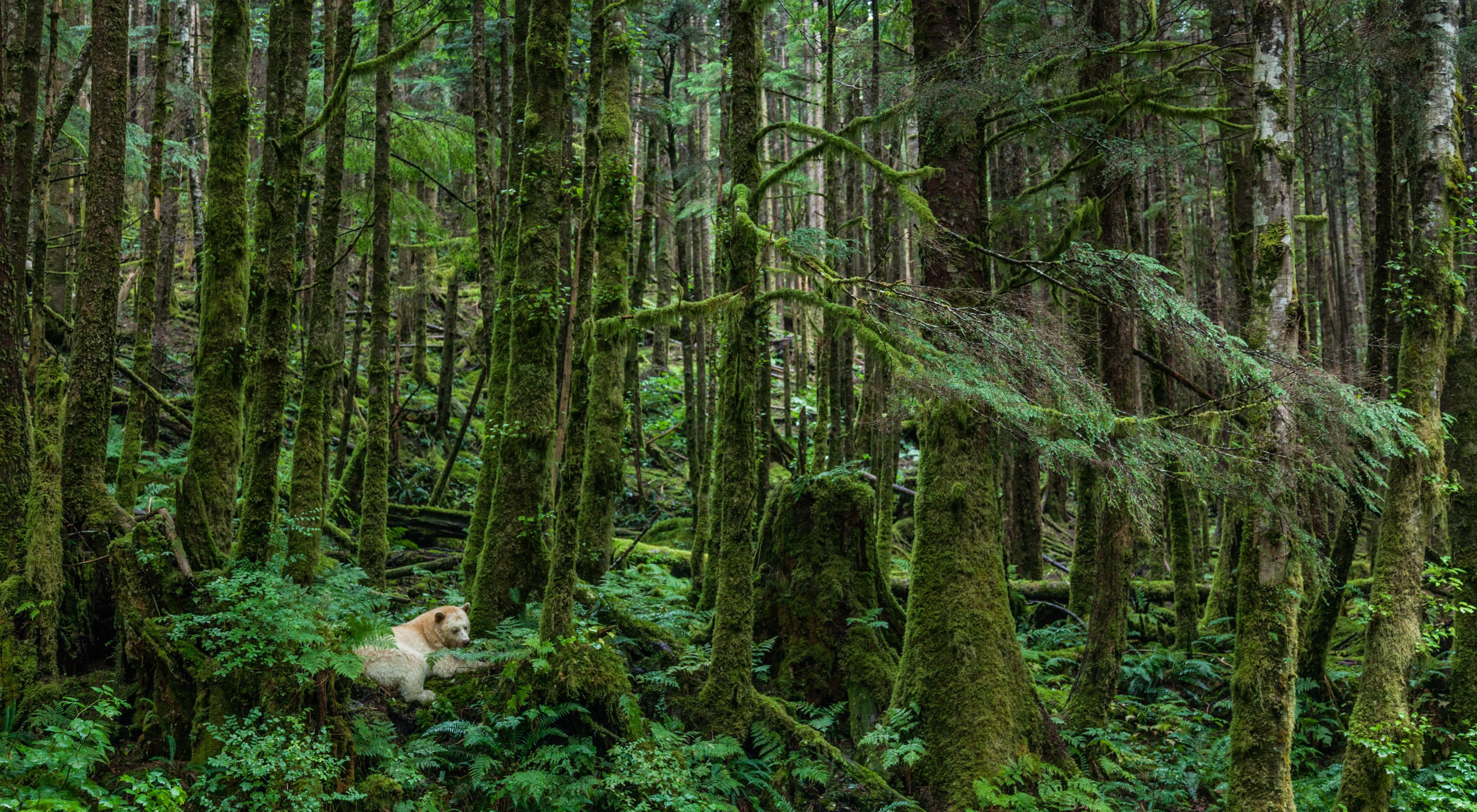 Un oso blanco en el Bosque Great Bear, Canadá