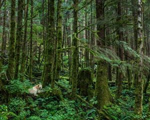 spirit bear