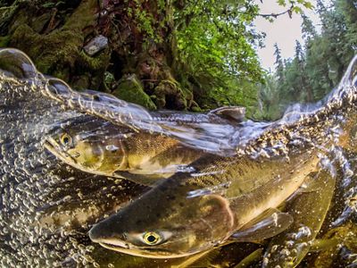 Salmon in river