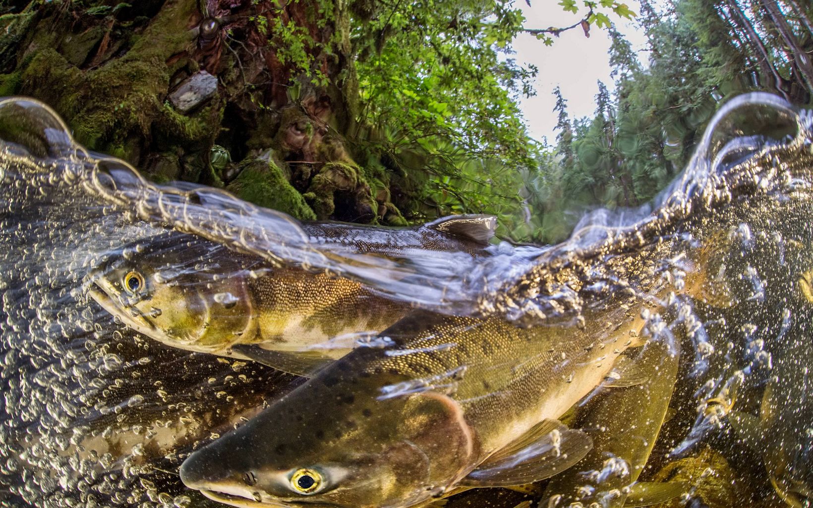 Salmon in river Salmon running near Canada's Great Bear Rainforest. © Ian McAllister/Pacific Wild