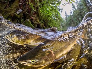 underwater view of two salmon faces