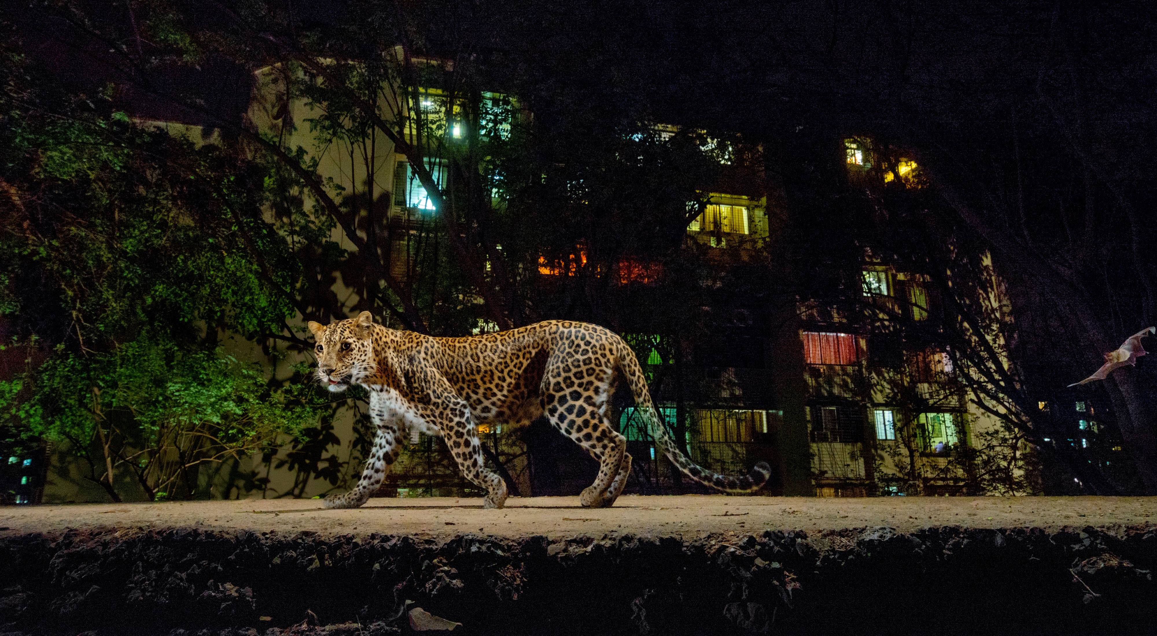 An urban Leopard in Mumbai, India at night 