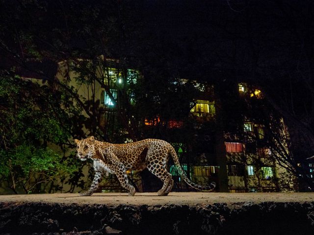 A leopard walks through an urban area