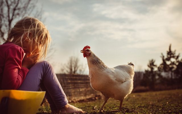 A seated girl faces a chicken with a smile on her face and the chicken looks back at her.