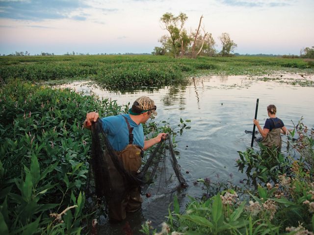 Two people hold a net as they wade into a marsh