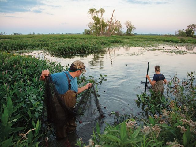 People working on lake and fish restoration.