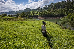 A woman stands in the midst of a lush tea farm near a reservoir