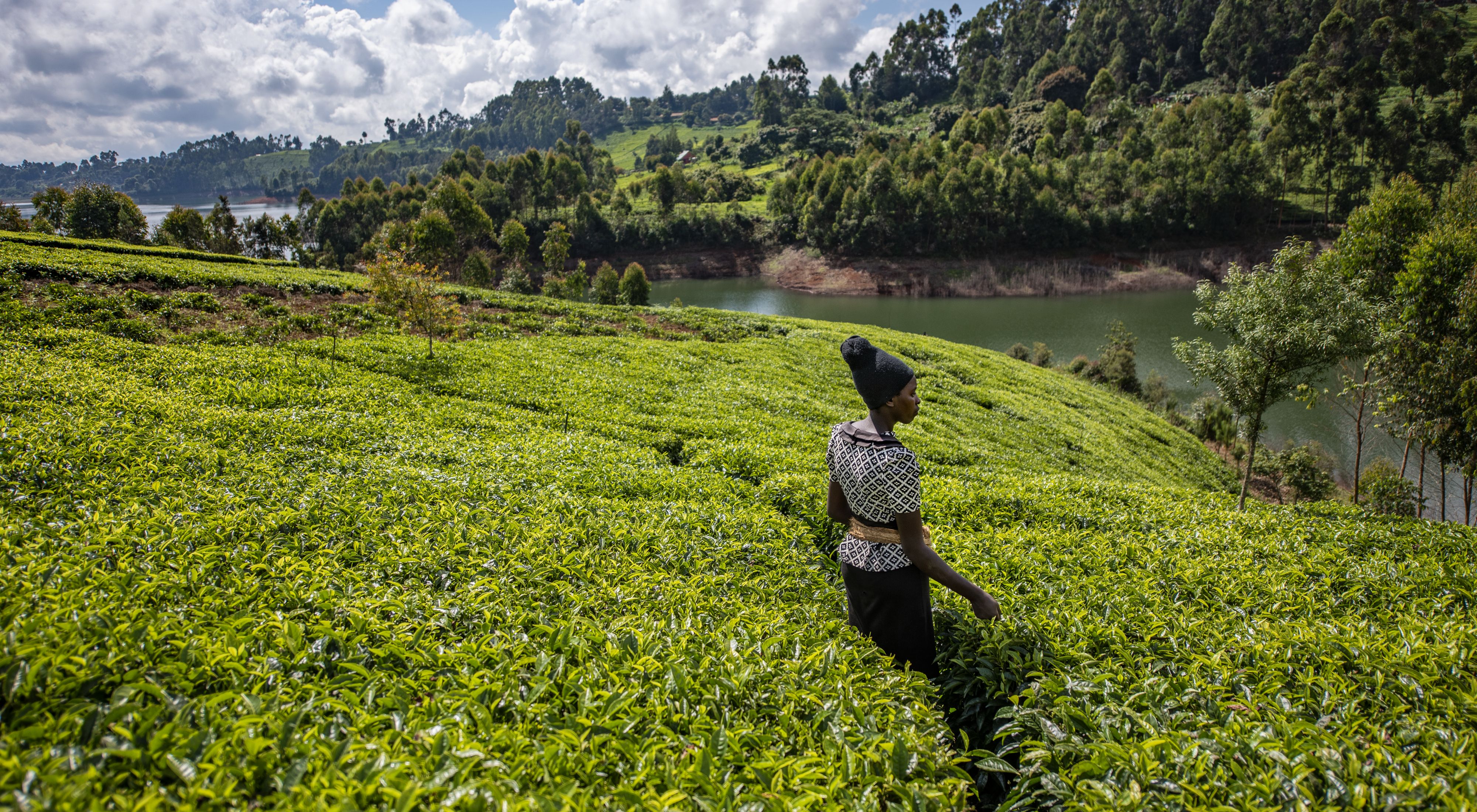 A woman stands in the midst of a lush tea farm near a reservoir