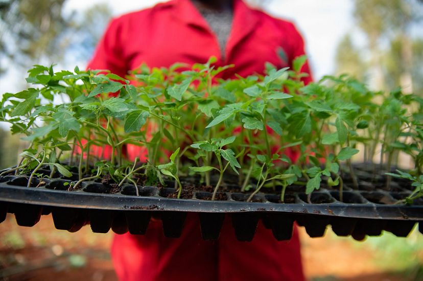 A woman holds a tray of seedlings