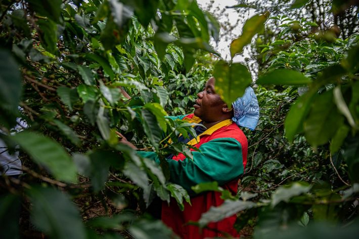 Mujer recoge granos de café