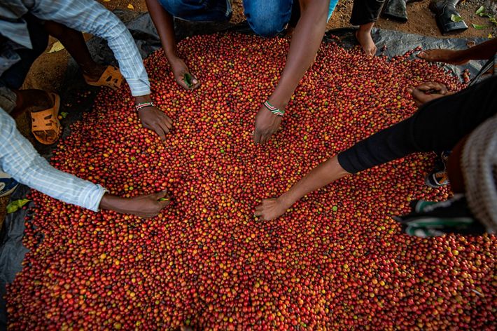 Las manos de múltiples personas clasifican granos de café