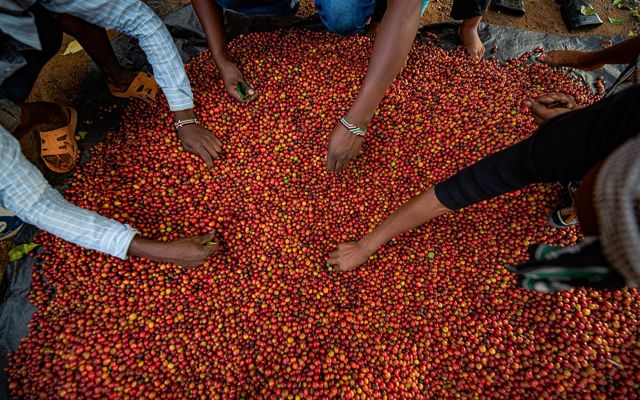 Multiple people's hands sort coffee beans
